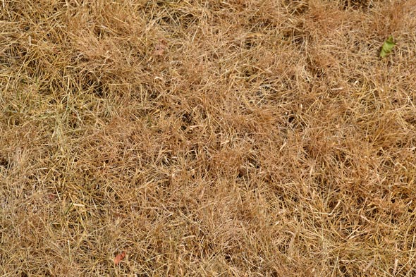 brown-grass